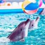 DOLPHİN  SHOW