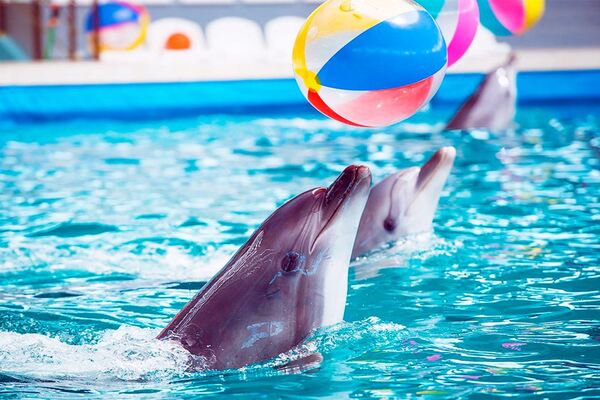 DOLPHİN  SHOW