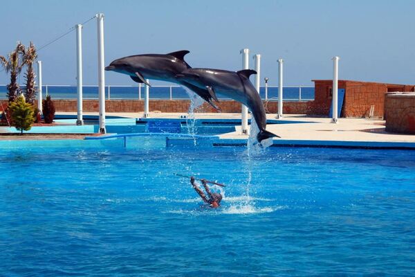 DOLPHİN  SHOW